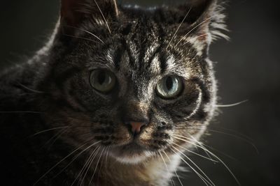 Close-up portrait of a cat