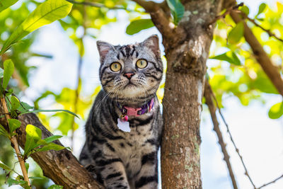 Portrait of a cat