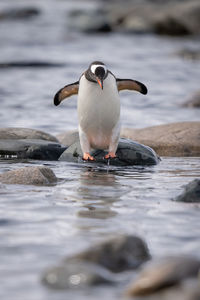 Gentoo penguin jumping over rocks in shallows