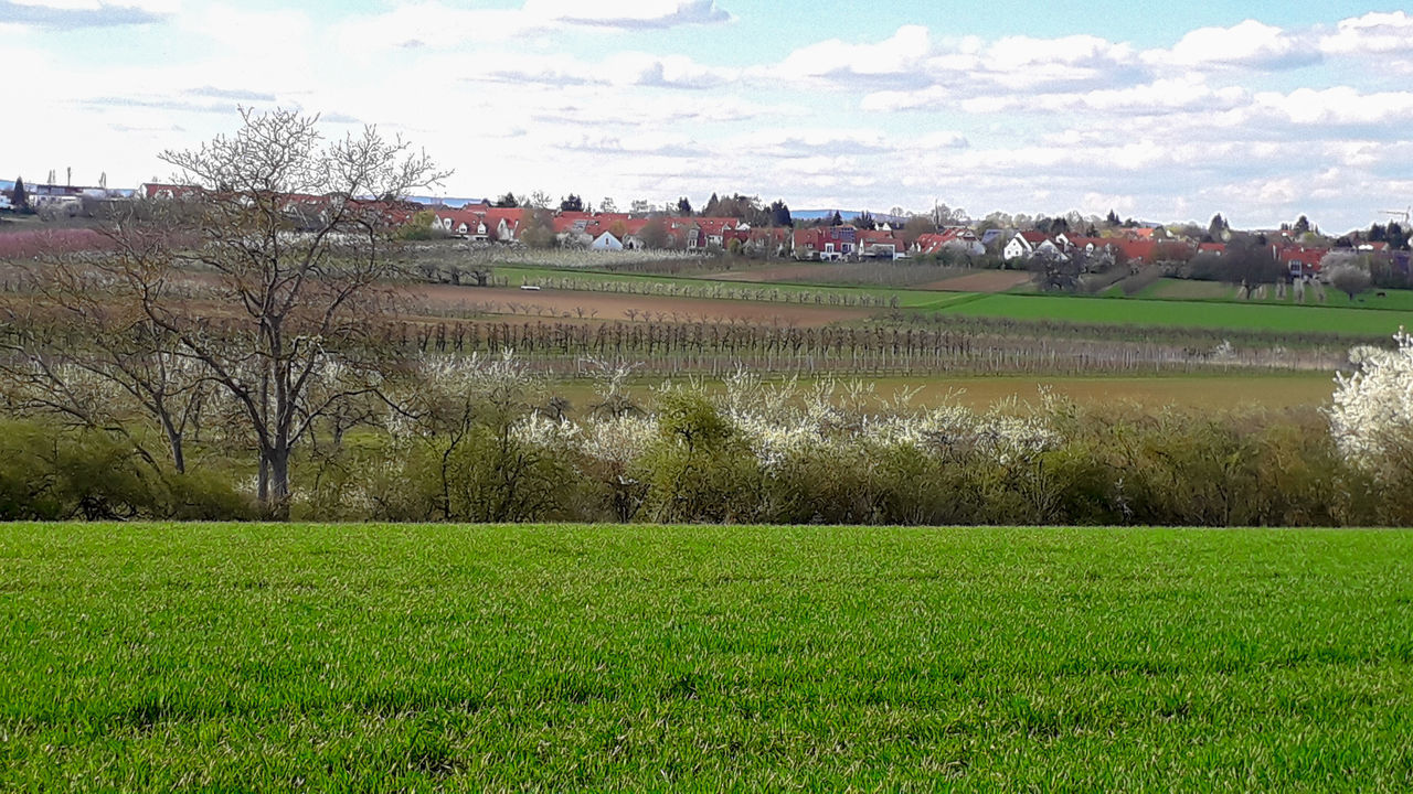 SCENIC VIEW OF GRASSY FIELD AGAINST SKY