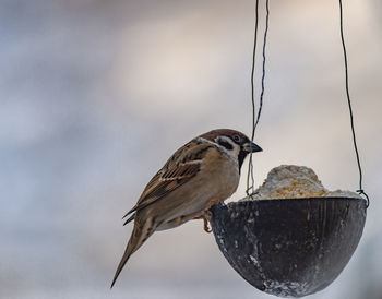 Close-up of bird perching on branch