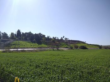 Scenic view of field against clear sky