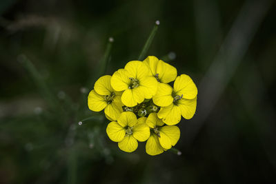 Close-up of yellow flowering plant