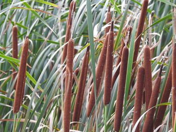 Close-up of bamboo plants on field