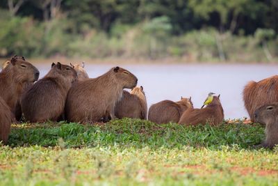 Capybara on field