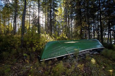 Scenic view of empty road amidst trees in forest