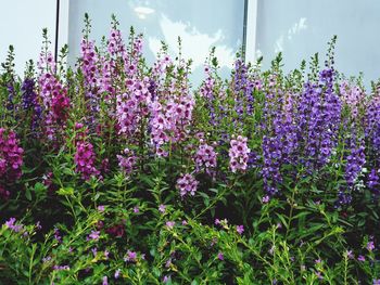 Close-up of purple flowering plants on field