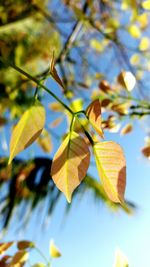 Low angle view of maple leaves on branch