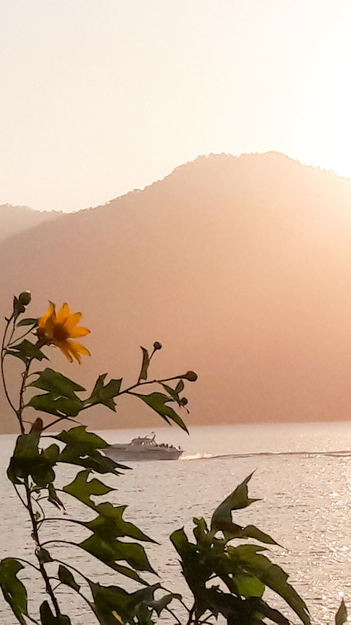 beauty in nature, plant, nature, tranquility, sky, tranquil scene, scenics - nature, water, no people, growth, mountain, plant part, leaf, copy space, day, sea, fragility, flower, flowering plant, outdoors, arid climate