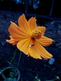 Close-up of yellow flower