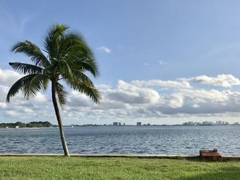 Palm trees on beach against sky