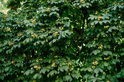 Full frame shot of fruit tree