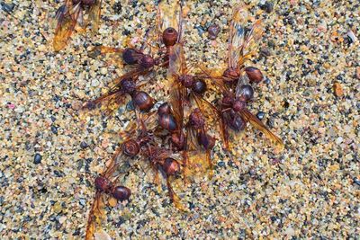 High angle view of ant on sand