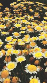 Close-up of daisy flowers blooming in field