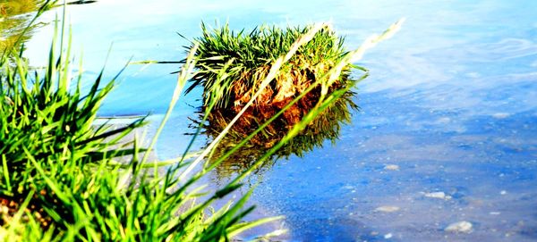 Close-up of fresh green plant in sea against sky