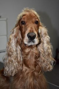 Portrait of dog at home