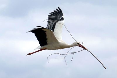 Low angle view of bird flying