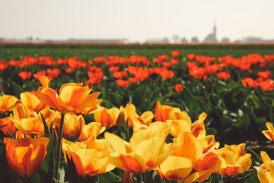 Close-up of flowers blooming in field