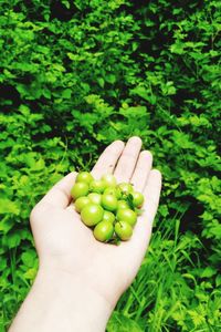 Cropped image of person holding fruit