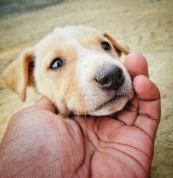 Close-up of hand holding puppy