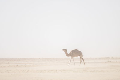 Lone some camel in the sahara desert during sandstorm