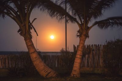 Palm trees on beach during sunset