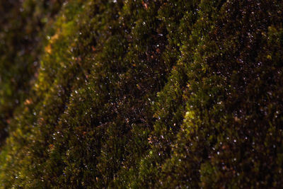 Full frame shot of moss growing on tree