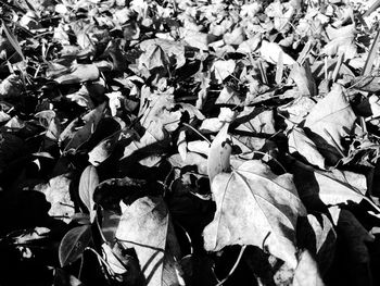 Full frame shot of leaves