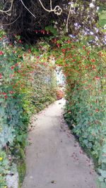 Footpath amidst plants in garden