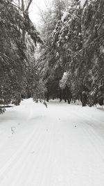 Trees on landscape