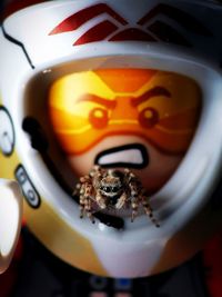 Close-up of spider
