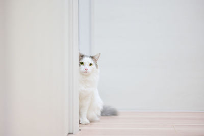 White cat sitting behind a wall sticking its head out peeking