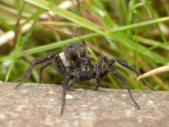 Close-up of insect