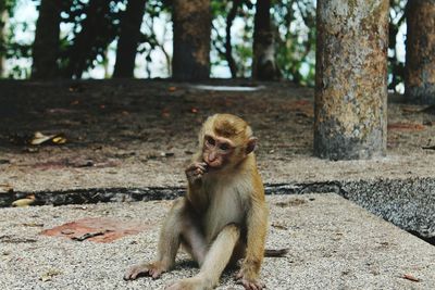 Portrait of sitting monkey