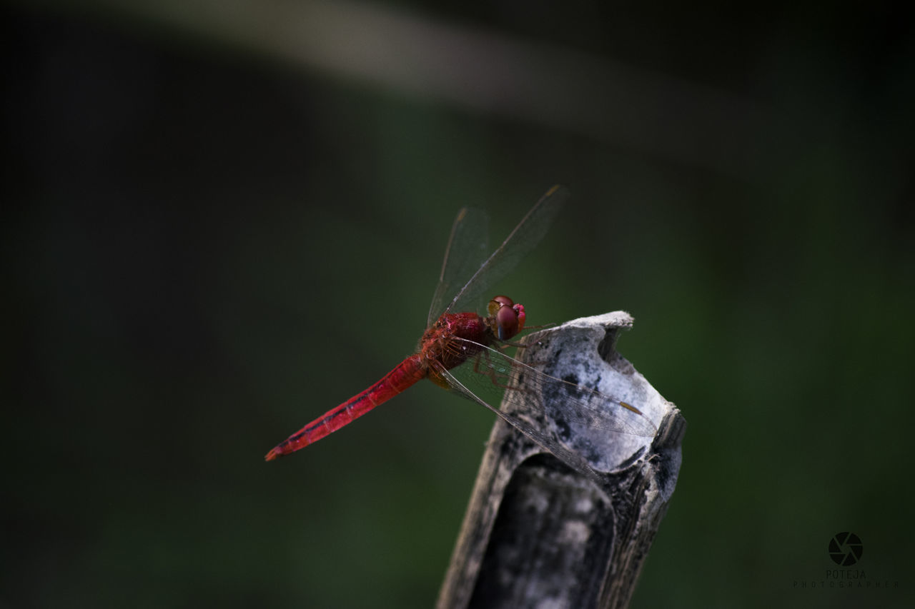 CLOSE-UP OF DRAGONFLY ON LEAF