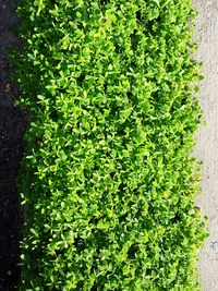 Full frame shot of plants