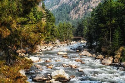 Scenic view of river amidst trees in forest