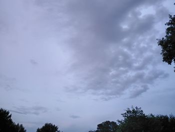 Low angle view of trees against sky