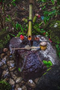 High angle view of plants growing on rocks