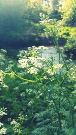 Close-up of flowering plant