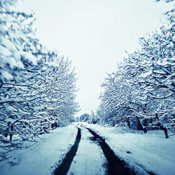 Snow covered plants against sky