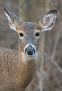 Doe in the forest comes close for a photo