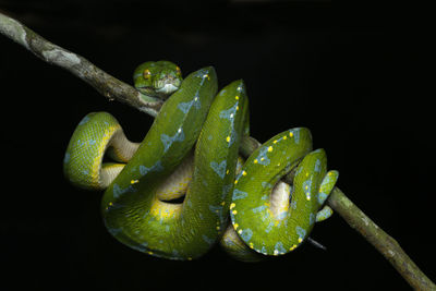 Close-up of green snake on branch against black background