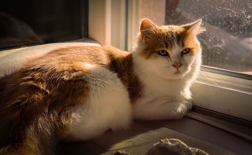 Close-up portrait of a cat at home