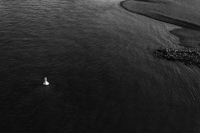 High angle view of bird on beach