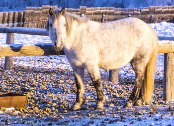 Horses on a farm in the frosty winter evening at sunset
