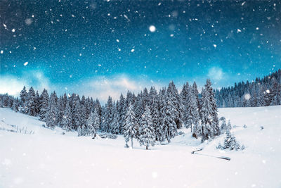 Pine trees on snow covered field against sky