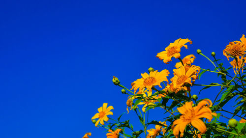 Low angle view of yellow flowers against blue sky