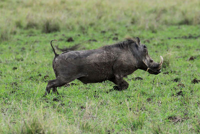Side view of wild boar running on field