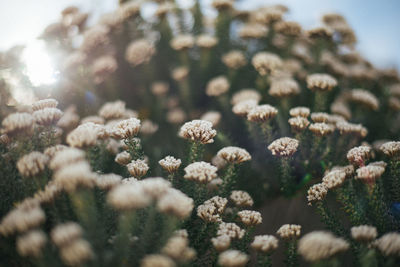 Close-up of flowering plants on field